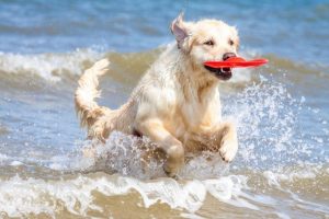 Playa Levante dog friendly